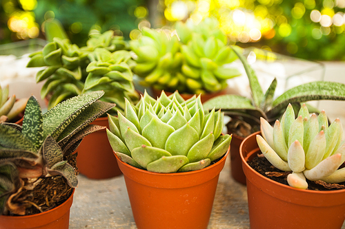Excellent  group of various succulents in pots. Garden decoration for the soul