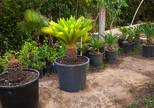 Green tropical flowers  growing in pots, arranged in a row