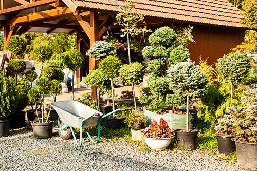 Wheelbarrow near various evergreen plants in garden shop