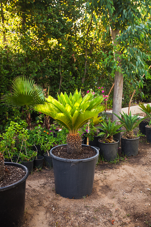 Green tropical flowers  growing in pots, arranged in a row