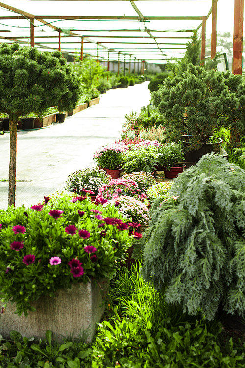 Various evergreen plants and flowers for landscaping