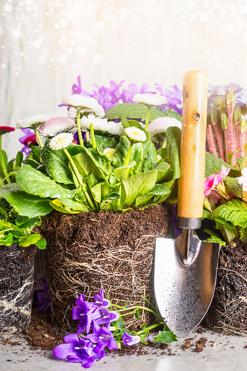 Garden shovel and planting flowers with soil and roots. Gardening concept