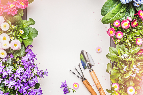 Gardening background with various garden flowers and tools on gray concrete, top view. Flowers garden concept