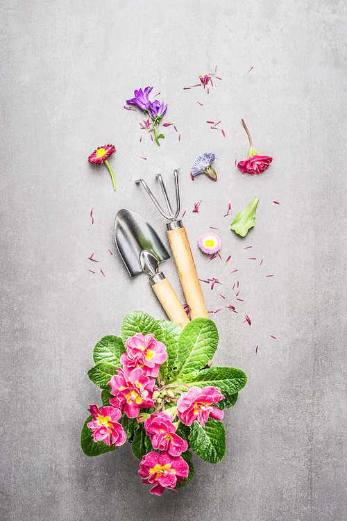 Garden tools with flowers  on gray stone concrete background, top view composing