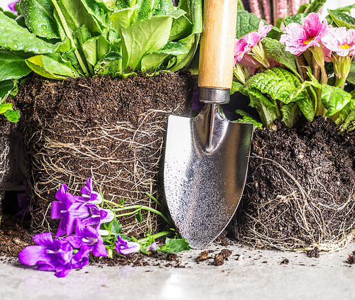 Hand shovel and garden flowers potting on gray stone background, close up