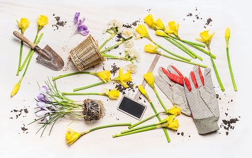 Flat lay with spring flowers, various garden tools:  plant sign , shovel , pot and work gloves  on white wooden background, top view. Gardening concept.