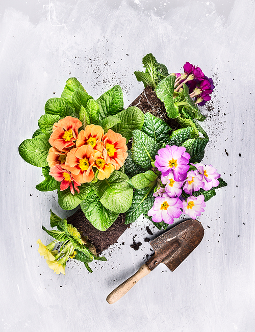 Summer flowers gardening on gray wooden background with shovel, top view