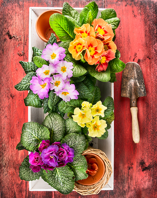 White  tray with primula flowers and scoop on red wooden background