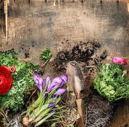 Spring gardening with scoop on rustic wooden background, top view, place for text