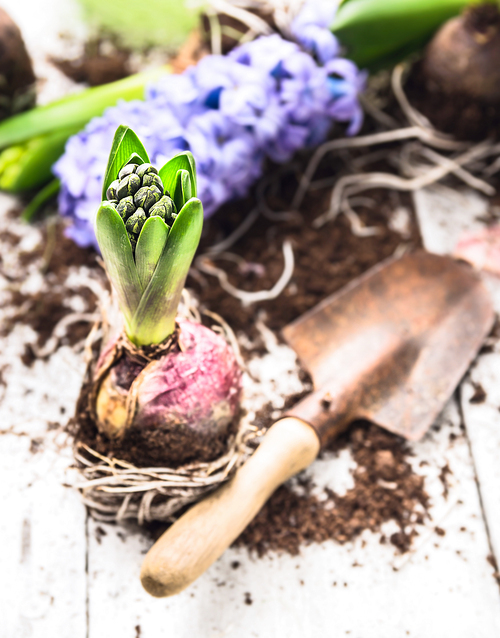 hyacinth bulbs with roots, soil  and old  shovel  on white wooden garden table, spring gardening