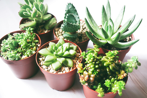 Beautiful and green succulent plants