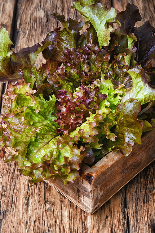 Vegetarian salad Lollo Rossa in wooden box.Fresh lettuce leaves