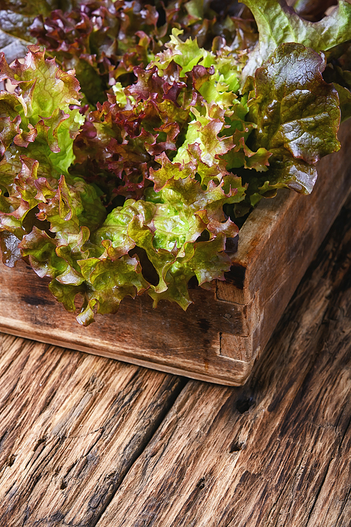 Vegetarian salad Lollo Rossa in wooden box.Salad leaf