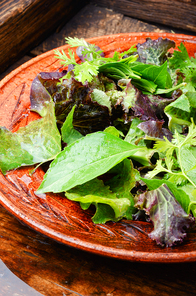 Fresh salad plate with mixed greens.Green salad.Vegan food concept