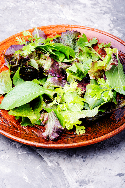 Mix fresh leaves for detox salad.Green salad.Vegan food concept