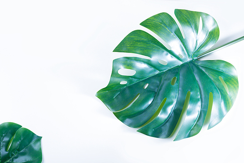 monstera green tropical leaves over white background