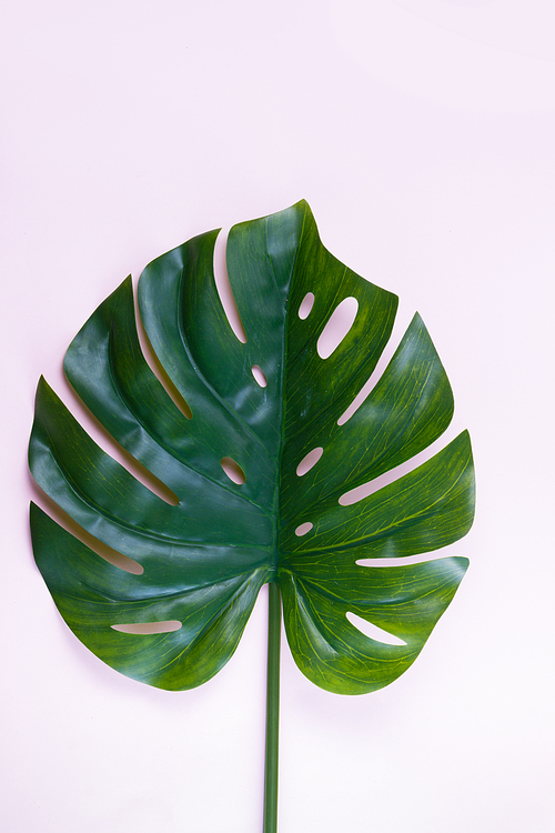 monstera green tropical leaf on pink background