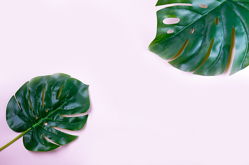 monstera green tropical leaves on pink background with copy space, flat lay scene