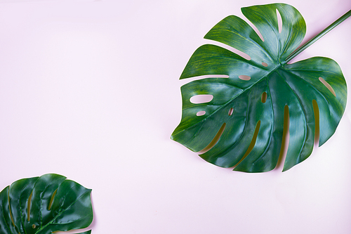 monstera green tropical leaves on pink background with copy space