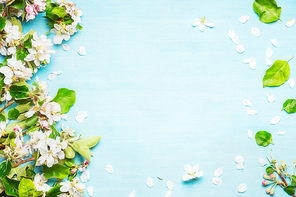 Spring blossom on blue turquoise background, top view, frame