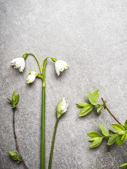 Spring plant and flowers on gray stone background, top view