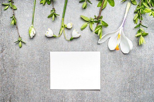 Blank white card with snowdrop, crocuses flowers and spring twigs, top view. Springtime greeting card