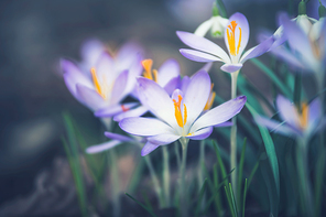 Close up of crocuses flowers, outdoor springtime nature