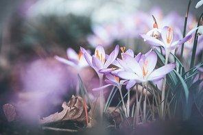 Close up of spring crocuses flowers, outdoor springtime nature