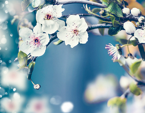 Springtime nature background with close up of cherry blossom on blue background, frame. Spring outdoor nature concept