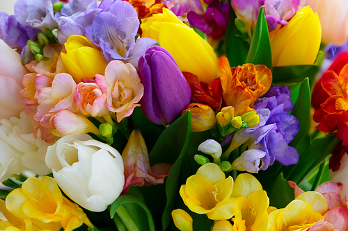 Bouquet of tulips and freesias flowers natural background close up