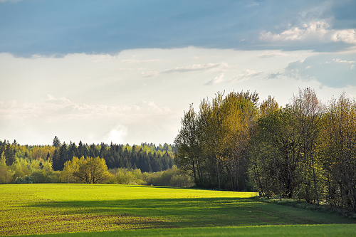 Green spring fields. Sunny day in Belarus