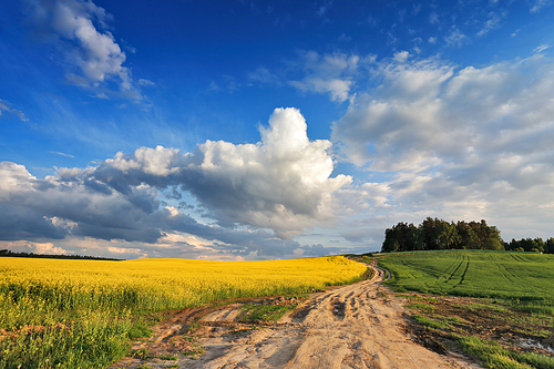Country road in spring colza fields in Belarus