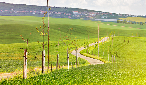 Road in a green spring farmland. Sunny rural spring landscape of South Moravia, Czech Republic. Young trees near the countryside road
