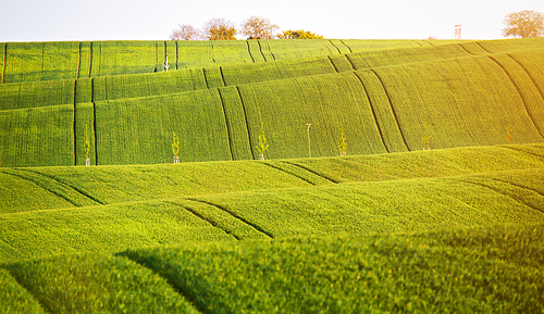 Abstract pattern texture of rolling wavy fields in spring. Spring green fields on hills.  The field of young wheat. Moravia, Czech Republic