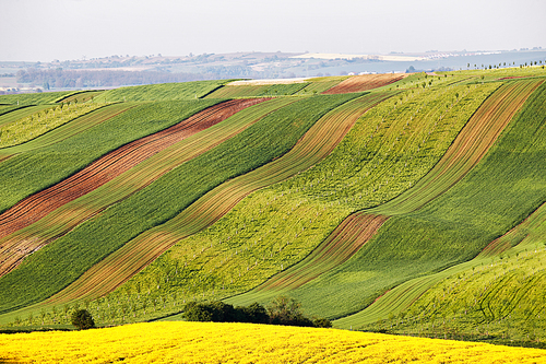 Sunny morning. Spring farmland on hills of South Moravia. Czech green and yellow spring wavy fields. Rural agriculture scene