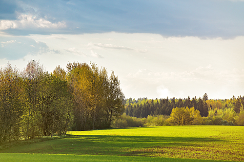 Green spring fields. Sunny day in Belarus