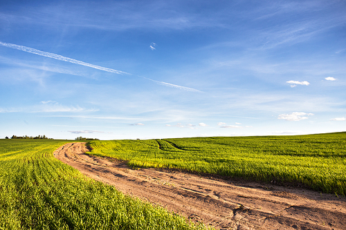 Dirt rural road through a green wheat field. Summer landscape with green grass. Road to horizon under blue sky
