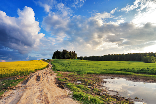 Country road in spring colza fields in Belarus
