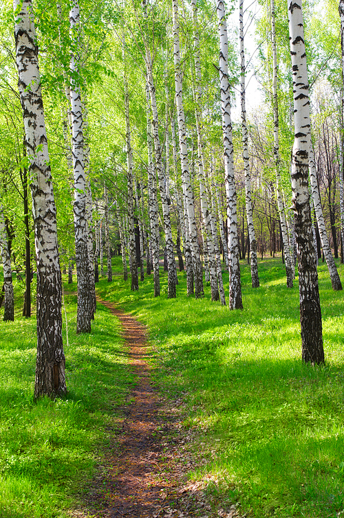 Footpath in birch grove in the spring