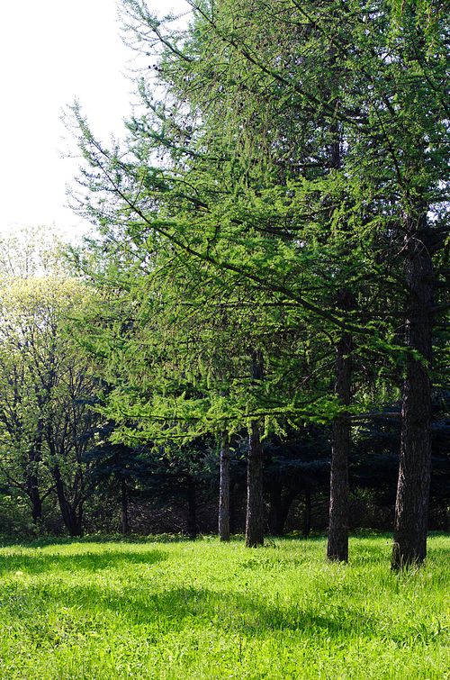 Sunny green forest at spring