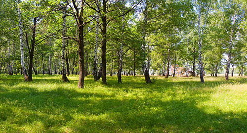Summer green forest on sunny morning