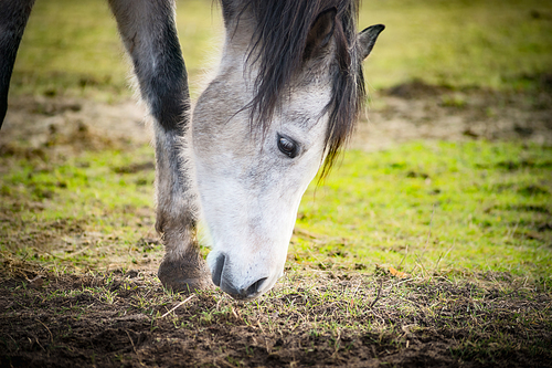 Horse sniffing the ground, close up.