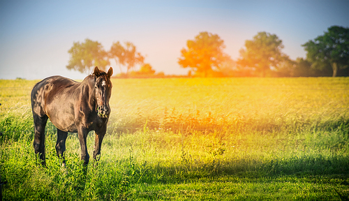 Black horse on summer nature background, banner for website