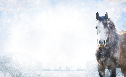 Gray horse on winter landscape with snow, banner for website.