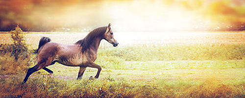 Young beautiful Arabian horse running trot on the autumn field over sunset nature background, banner