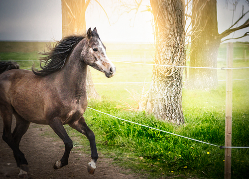 Young horse running on paddock with electric fence