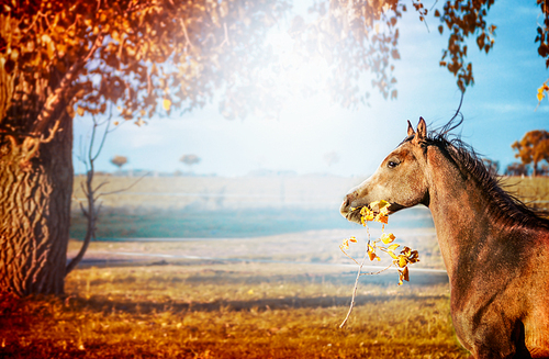 Horse running and  keeps in mouth a branch with leaves  on beautiful autumn nature background with tree and sky