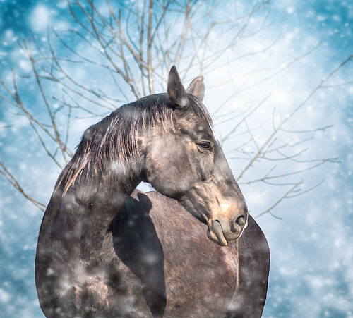 beautiful black horse on blue winter snow fall background
