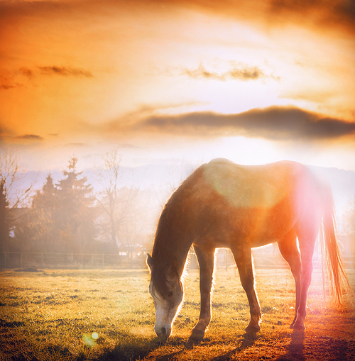 Horse grazing at sunset on autumn meadow