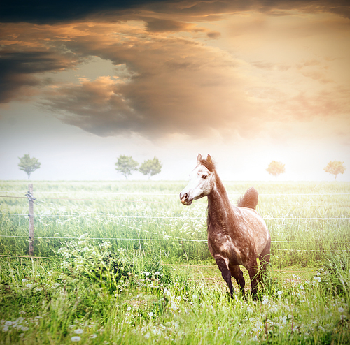 Gray horse running on green summer  grassland over beautiful sky